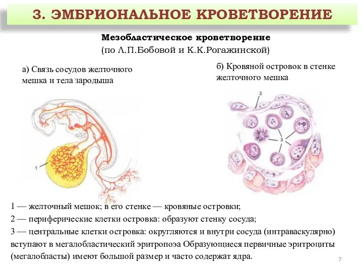 3. ЭМБРИОНАЛЬНОЕ КРОВЕТВОРЕНИЕ Мезобластическое кроветворение (по Л.П.Бобовой и К.К.Рогажинской) а) Связь сосудов