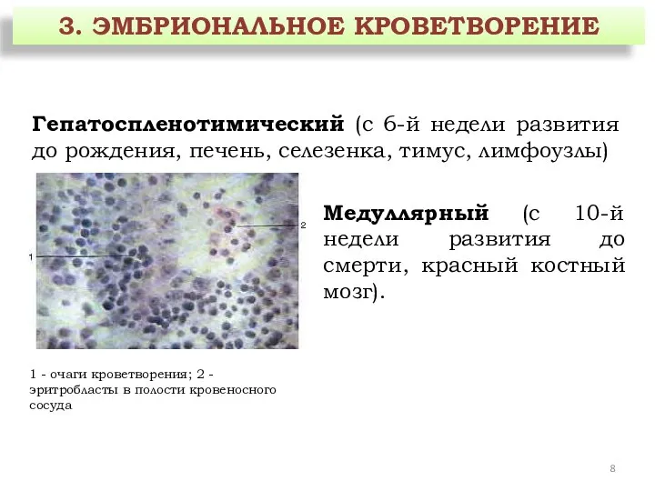 3. ЭМБРИОНАЛЬНОЕ КРОВЕТВОРЕНИЕ Гепатоспленотимический (с 6-й недели развития до рождения, печень, селезенка,