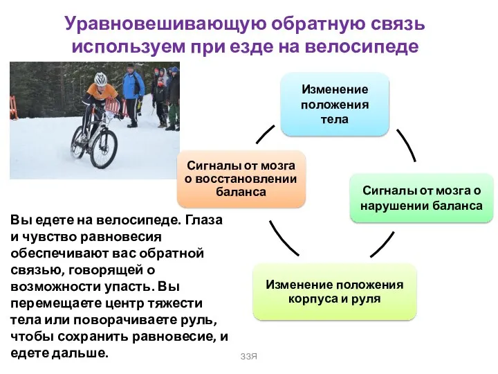 Уравновешивающую обратную связь используем при езде на велосипеде ЗЗЯ Вы едете на