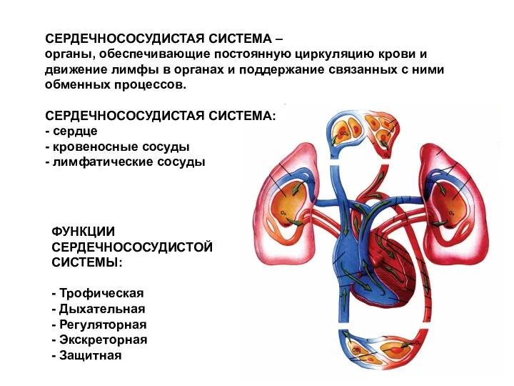 СЕРДЕЧНОСОСУДИСТАЯ СИСТЕМА – органы, обеспечивающие постоянную циркуляцию крови и движение лимфы в