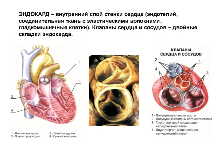 ЭНДОКАРД – внутренний слой стенки сердца (эндотелий, соединительная ткань с эластическими волокнами,