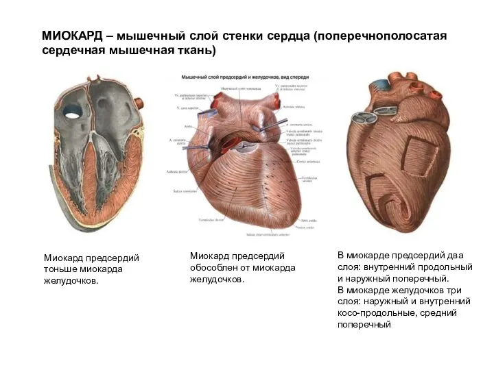 МИОКАРД – мышечный слой стенки сердца (поперечнополосатая сердечная мышечная ткань) Миокард предсердий