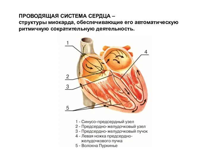 ПРОВОДЯЩАЯ СИСТЕМА СЕРДЦА – структуры миокарда, обеспечивающие его автоматическую ритмичную сократительную деятельность.