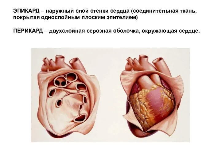 ЭПИКАРД – наружный слой стенки сердца (соединительная ткань, покрытая однослойным плоским эпителием)