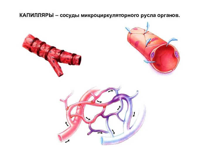 КАПИЛЛЯРЫ – сосуды микроциркуляторного русла органов.