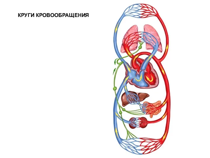 КРУГИ КРОВООБРАЩЕНИЯ