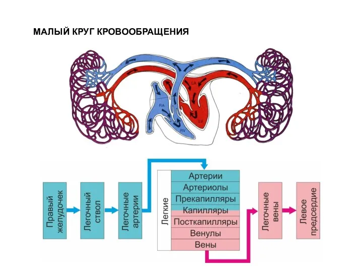 МАЛЫЙ КРУГ КРОВООБРАЩЕНИЯ