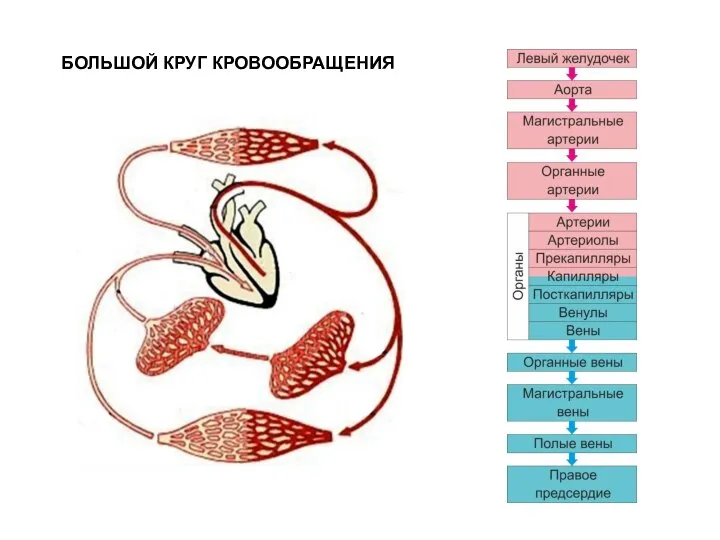 БОЛЬШОЙ КРУГ КРОВООБРАЩЕНИЯ