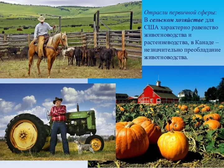 Отрасли первичной сферы: В сельском хозяйстве для США характерно равенство животноводства и