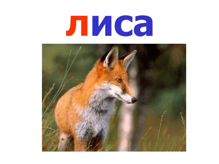 лиса