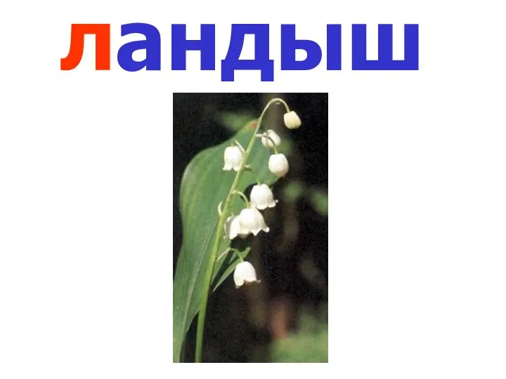 ландыш