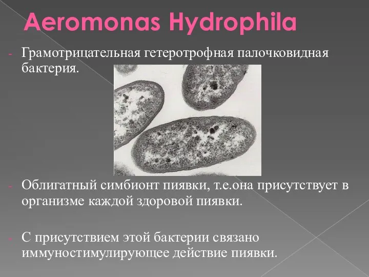 Aeromonas Hydrophila Грамотрицательная гетеротрофная палочковидная бактерия. Облигатный симбионт пиявки, т.е.она присутствует в