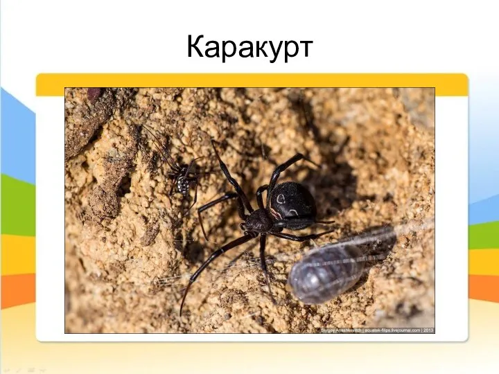 Каракурт