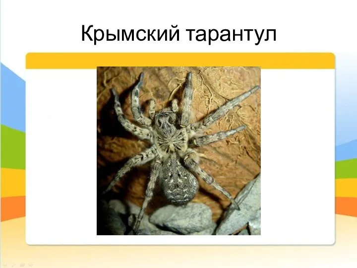 Крымский тарантул