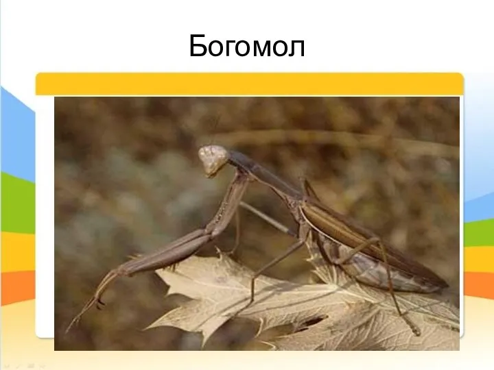 Богомол