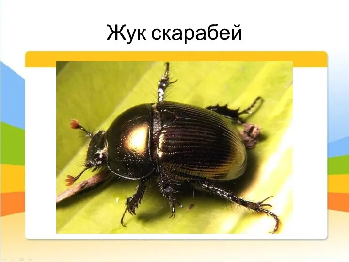 Жук скарабей