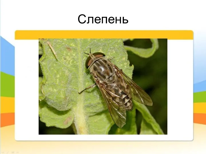 Слепень