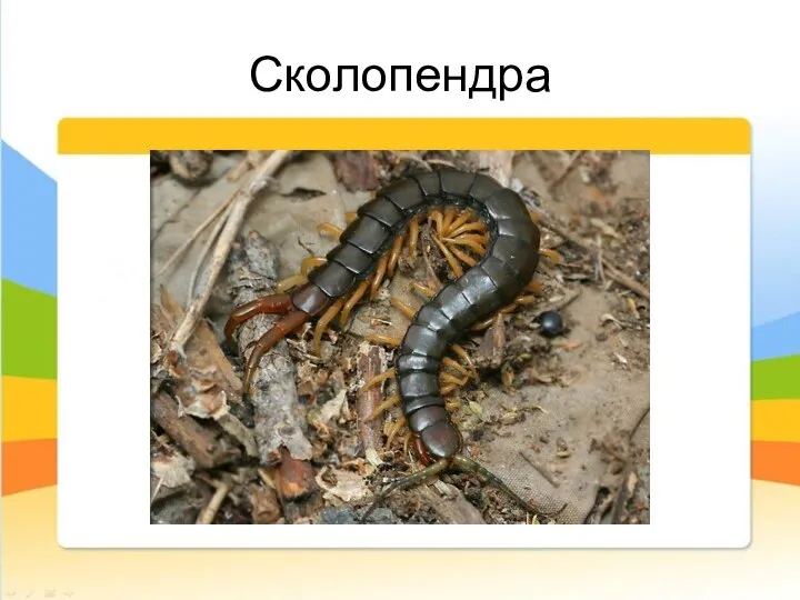 Сколопендра