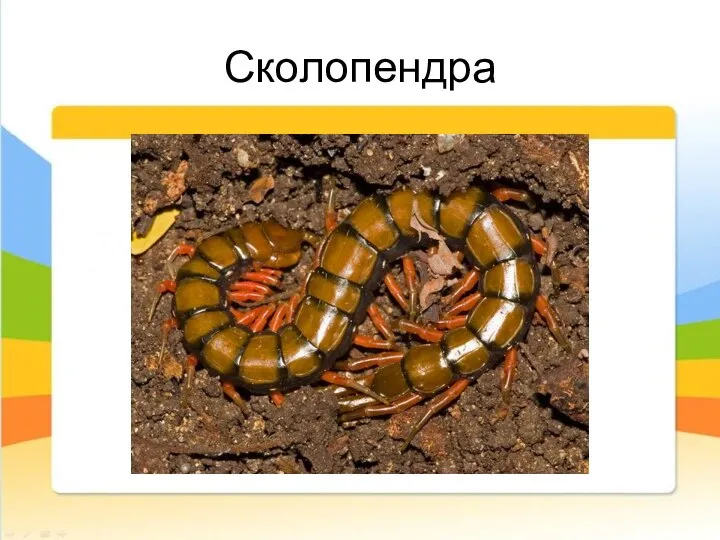 Сколопендра