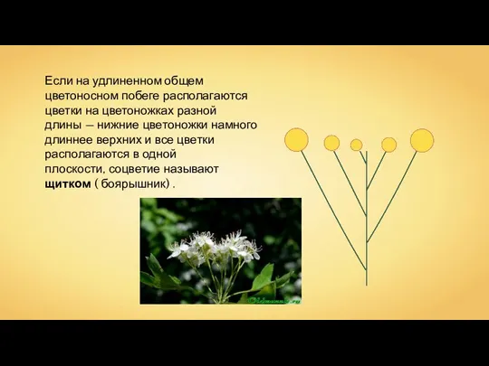 Если на удлиненном общем цветоносном побеге располагаются цветки на цветоножках разной длины