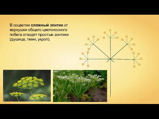 В соцветии сложный зонтик от верхушки общего цветоносного побега отходят простые зонтики (душица, тмин, укроп).