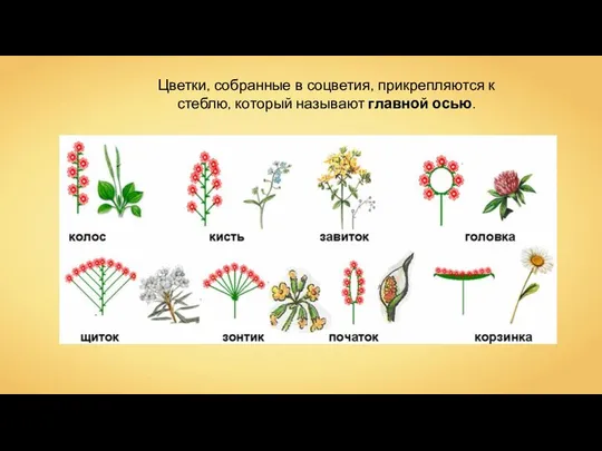 Цветки, собранные в соцветия, прикрепляются к стеблю, который называют главной осью.