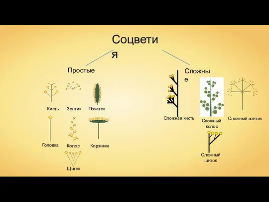 Соцветия Сложный колос