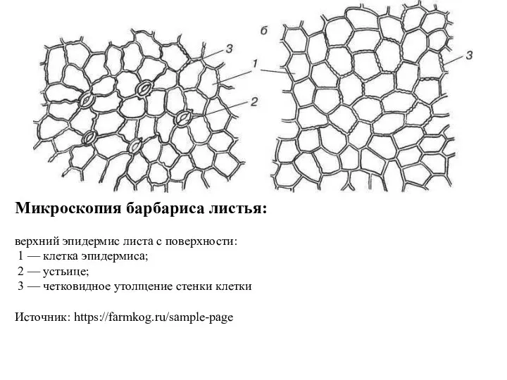 Микроскопия барбариса листья: верхний эпидермис листа с поверхности: 1 — клетка эпидермиса;