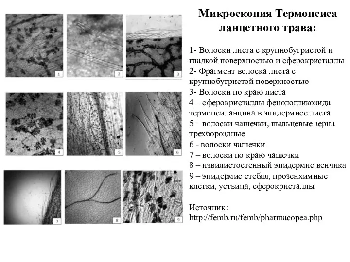 Микроскопия Термопсиса ланцетного трава: 1- Волоски листа с крупнобугристой и гладкой поверхностью