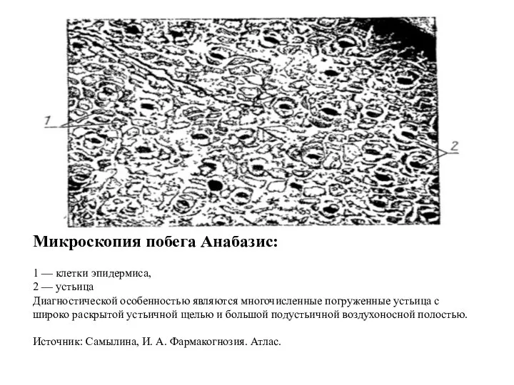 Микроскопия побега Анабазис: 1 — клетки эпидермиса, 2 — устьица Диагностической особенностью