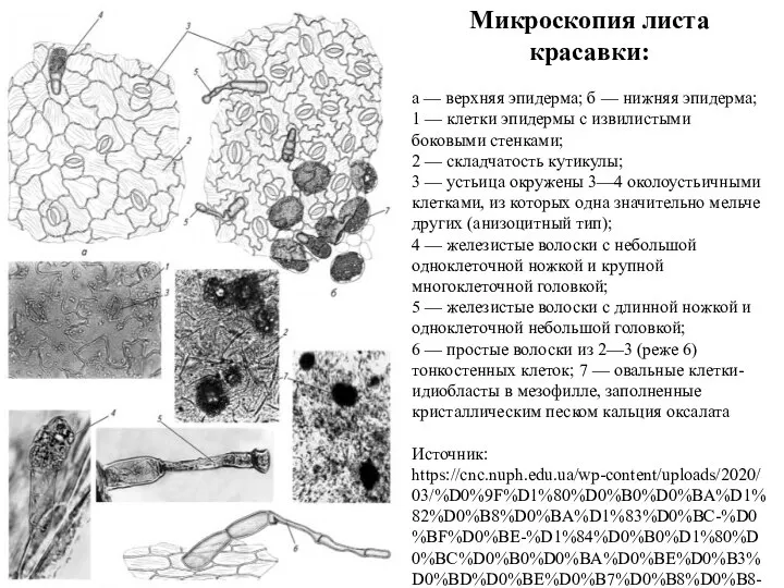 Микроскопия листа красавки: а — верхняя эпидерма; б — нижняя эпидерма; 1