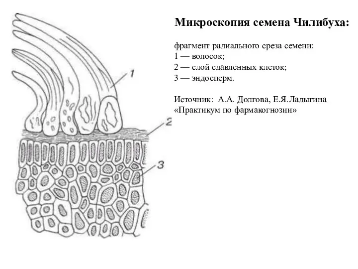 Микроскопия семена Чилибуха: фрагмент радиального среза семени: 1 — волосок; 2 —