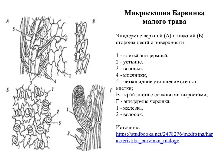 Микроскопия Барвинка малого трава Эпидермис верхний (А) и нижний (Б) стороны леста