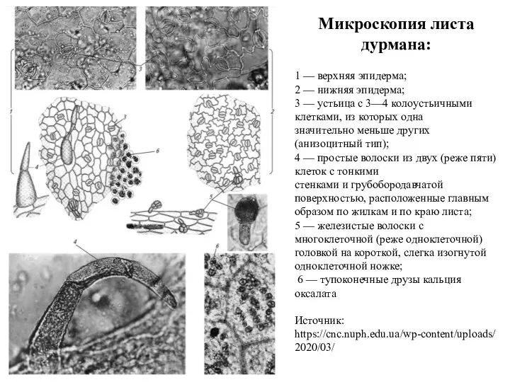 Микроскопия листа дурмана: 1 — верхняя эпидерма; 2 — нижняя эпидерма; 3