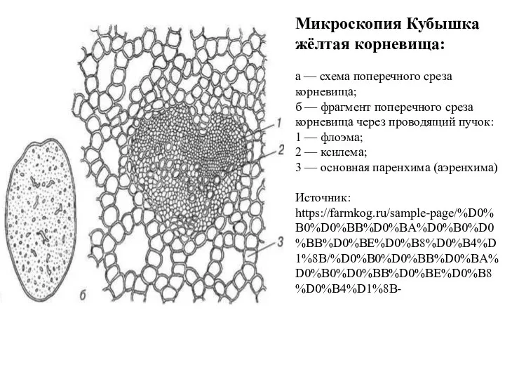 Микроскопия Кубышка жёлтая корневища: а — схема поперечного среза корневища; б —