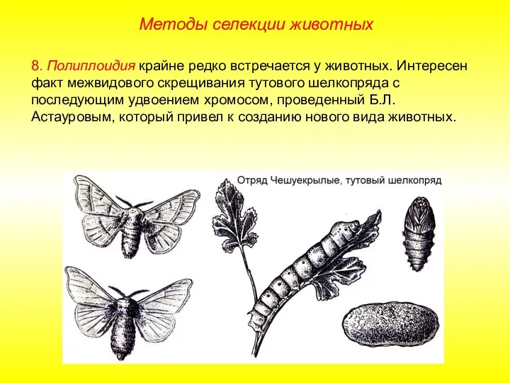 8. Полиплоидия крайне редко встречается у животных. Интересен факт межвидового скрещивания тутового