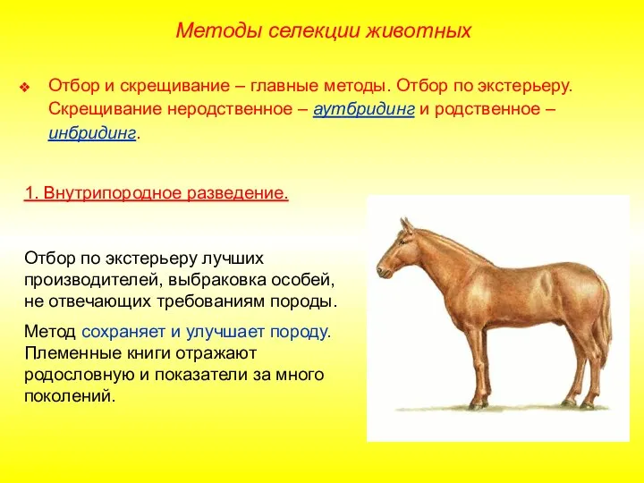 Методы селекции животных Отбор и скрещивание – главные методы. Отбор по экстерьеру.