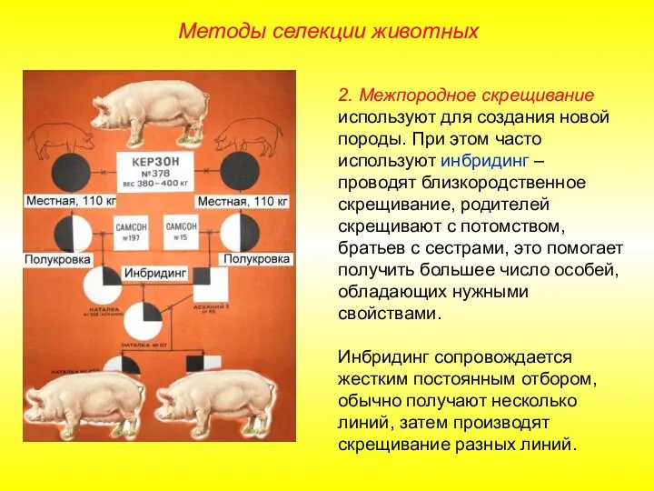 2. Межпородное скрещивание используют для создания новой породы. При этом часто используют