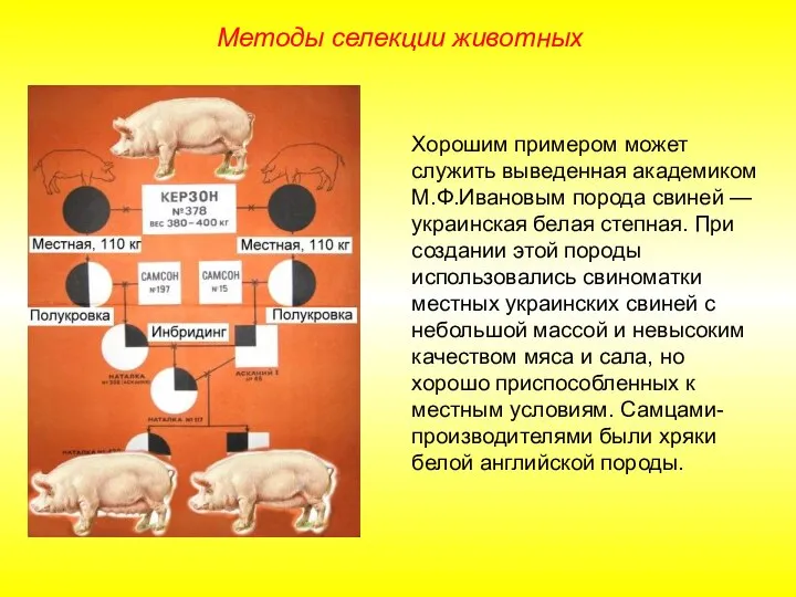 Хорошим примером может служить выведенная академиком М.Ф.Ивановым порода свиней — украинская белая
