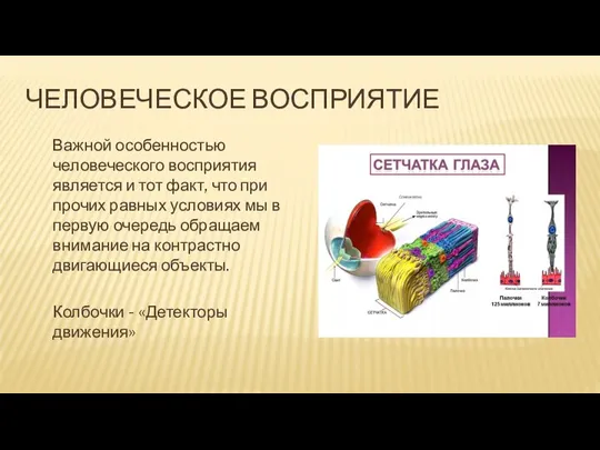 ЧЕЛОВЕЧЕСКОЕ ВОСПРИЯТИЕ Важной особенностью человеческого восприятия является и тот факт, что при