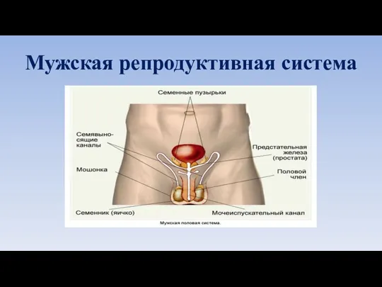 Мужская репродуктивная система