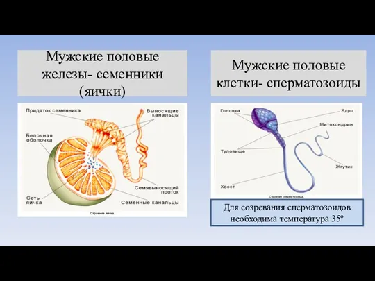 Мужские половые железы- семенники (яички) Мужские половые клетки- сперматозоиды Для созревания сперматозоидов необходима температура 35º