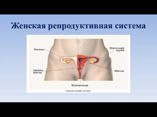 Женская репродуктивная система