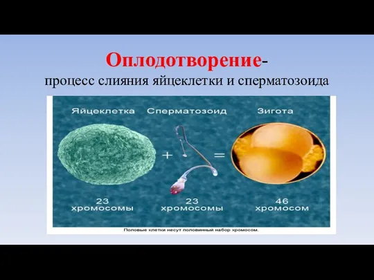 Оплодотворение- процесс слияния яйцеклетки и сперматозоида