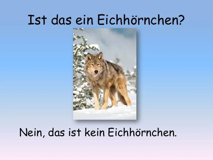 Ist das ein Eichhörnchen? Nein, das ist kein Eichhörnchen.