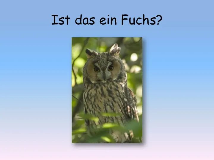 Ist das ein Fuchs?