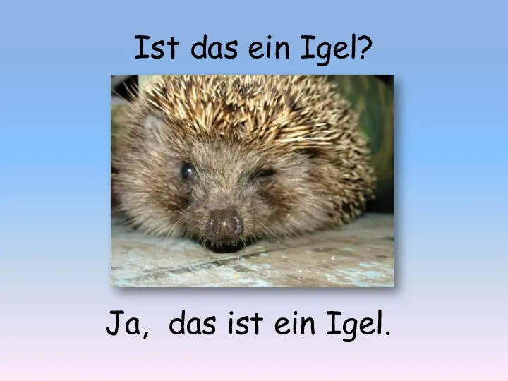 Ist das ein Igel? Ja, das ist ein Igel.