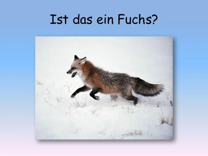 Ist das ein Fuchs?