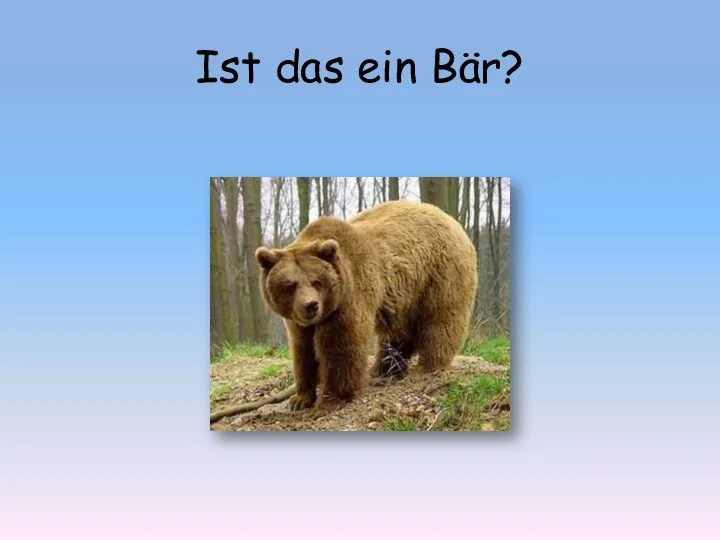 Ist das ein Bär?