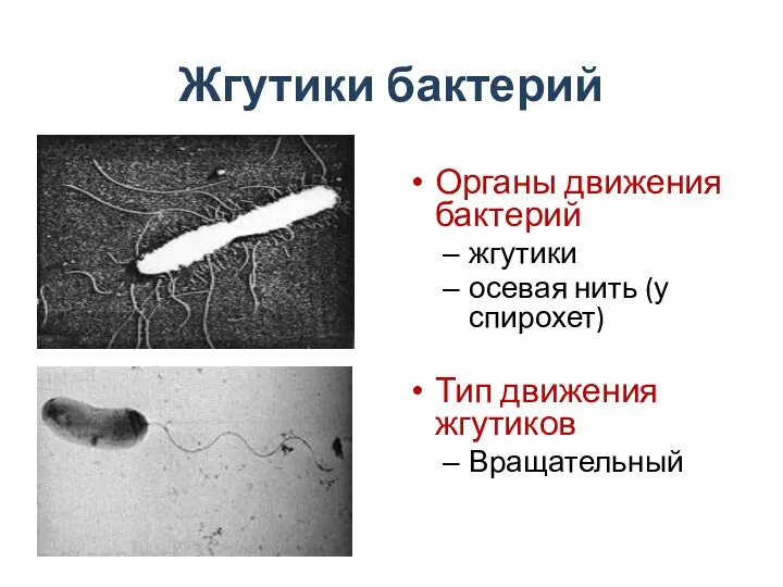 Жгутики бактерий Органы движения бактерий жгутики осевая нить (у спирохет) Тип движения жгутиков Вращательный